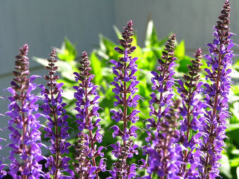 May Night salvia - perennials