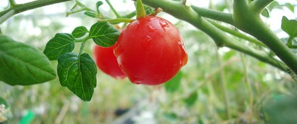 Real Food Coming To Mars Real Soon!