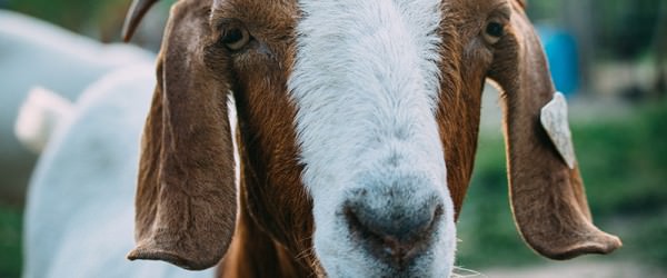 Goat Health How-To: Making & Administering Copper Boluses