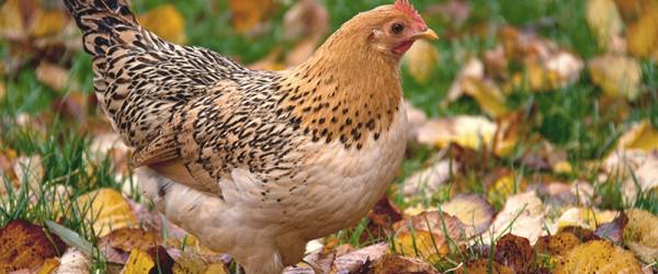 6 Benefits of Starting a Fall Flock