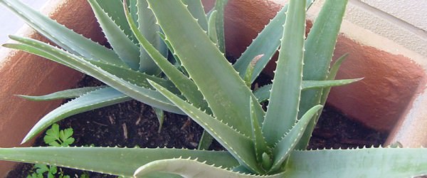 Aloe Plants Soothe Sunburn But Can Get Their Own