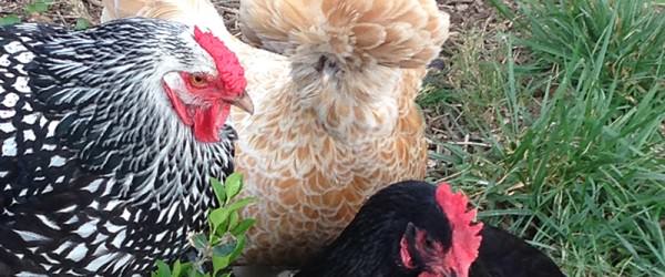 6 Basic Rules For Backyard Biosecurity