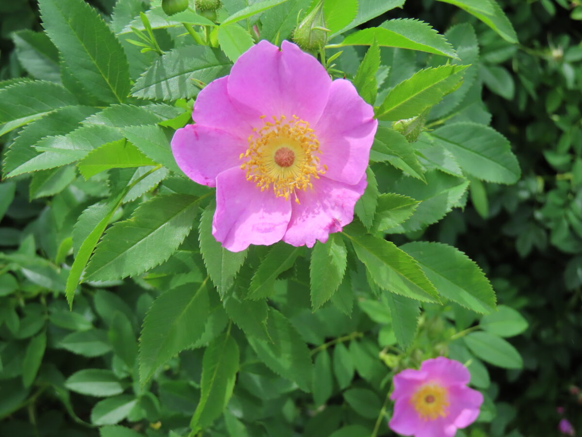 Can Chickens Eat Cilantro? Gardening for Your Flock Hobby Farms