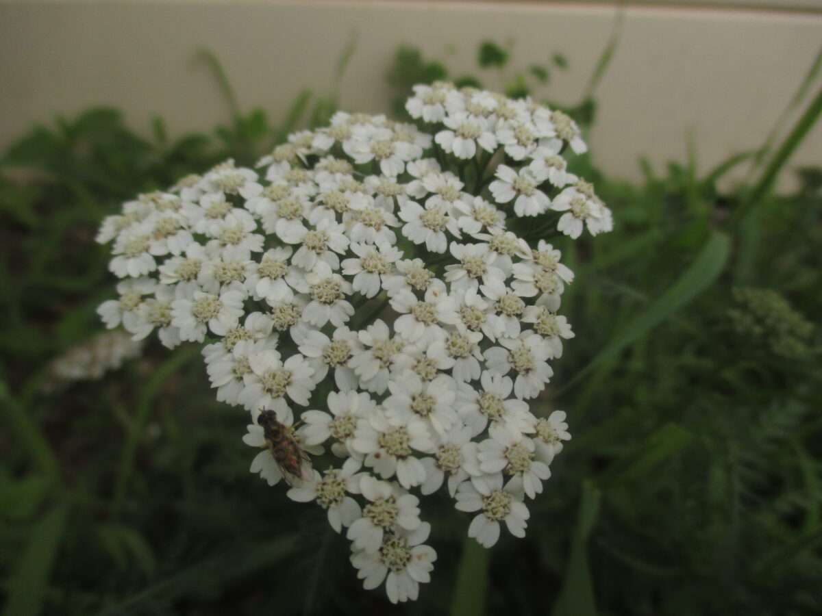Can Chickens Eat Cilantro? Gardening for Your Flock Hobby Farms