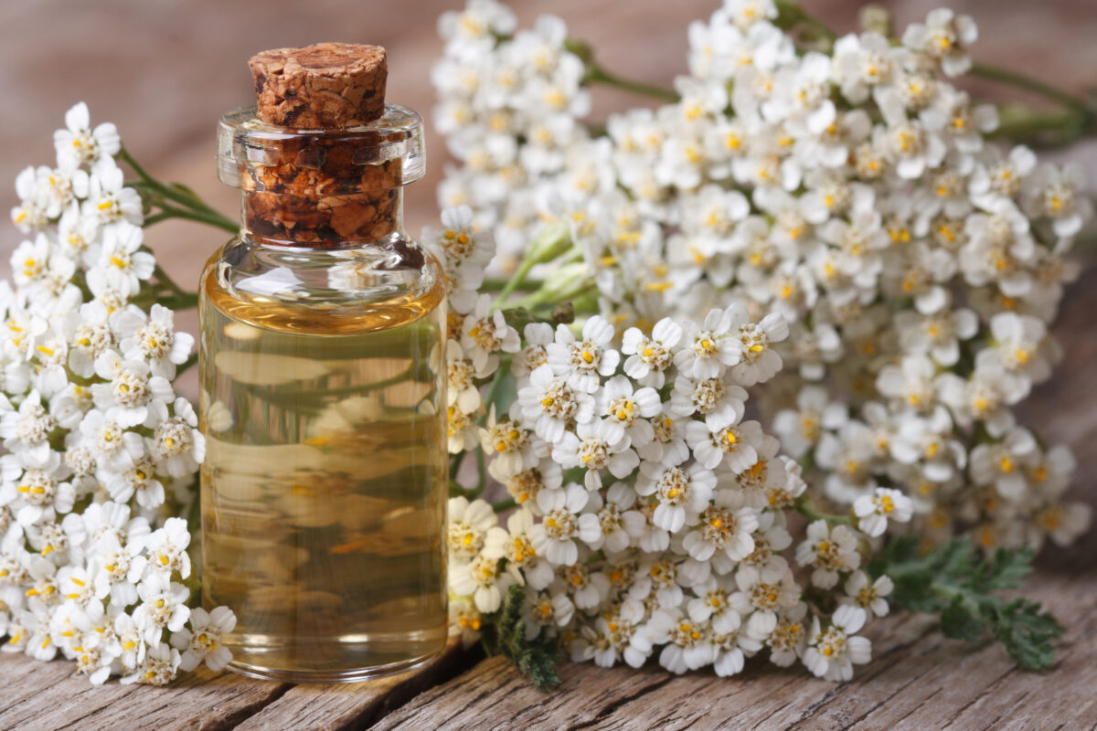 yarrow flowers and a bottle of tincture made with them include yarrow uses