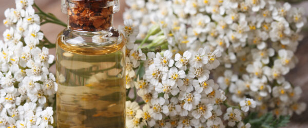Yarrow Uses: Tea, Tinctures & Dried Flowers for Home and Health